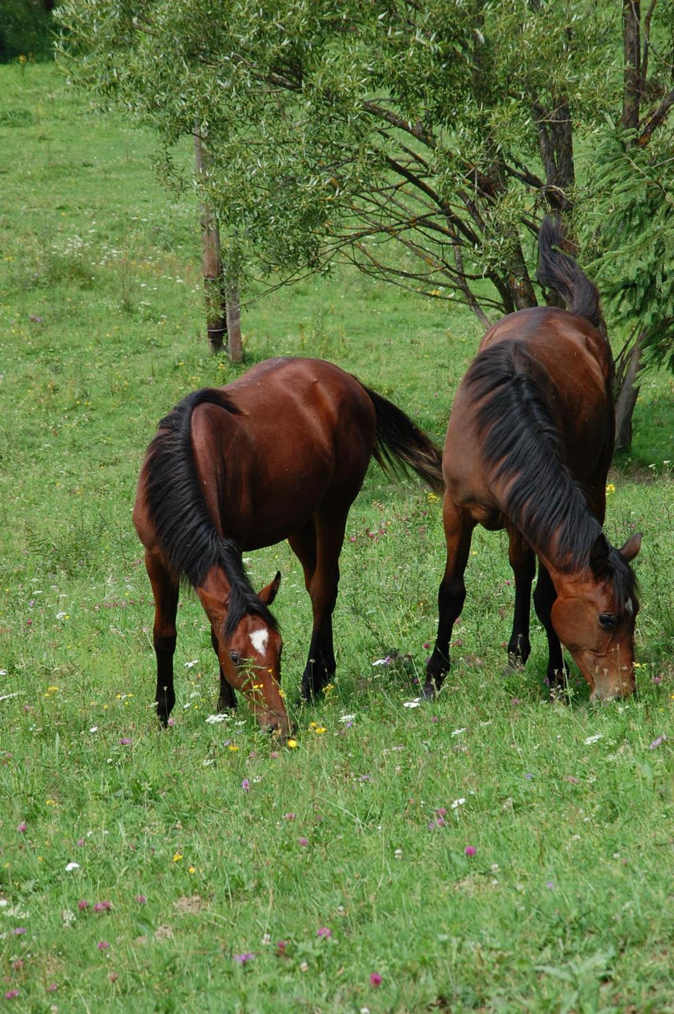 Domek Trohaniec Lesny Lutowiska Extérieur photo